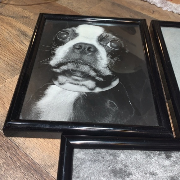 Set of 3 Professionally Framed Boston Terrier Gallery Wall Prints Vintage Photos - Picture 3 of 17